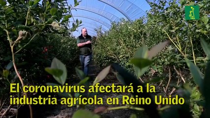 El coronavirus afectará a la industria agrícola en Reino Unido