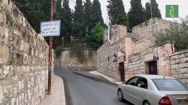 Con un Domingo de Ramos sin ramos, comienza la Semana Santa en Tierra Santa