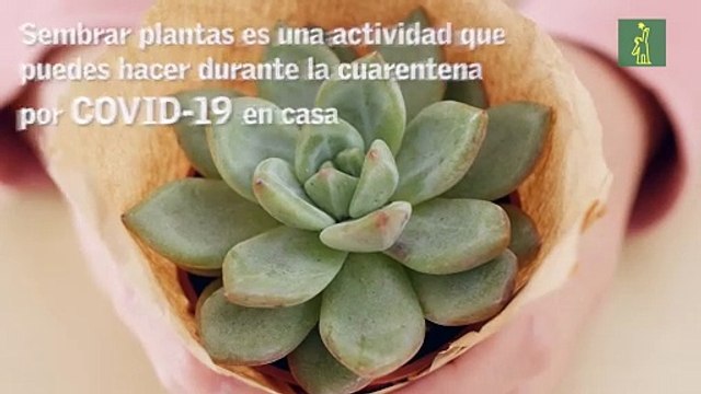 El arte de sembrar suculentas