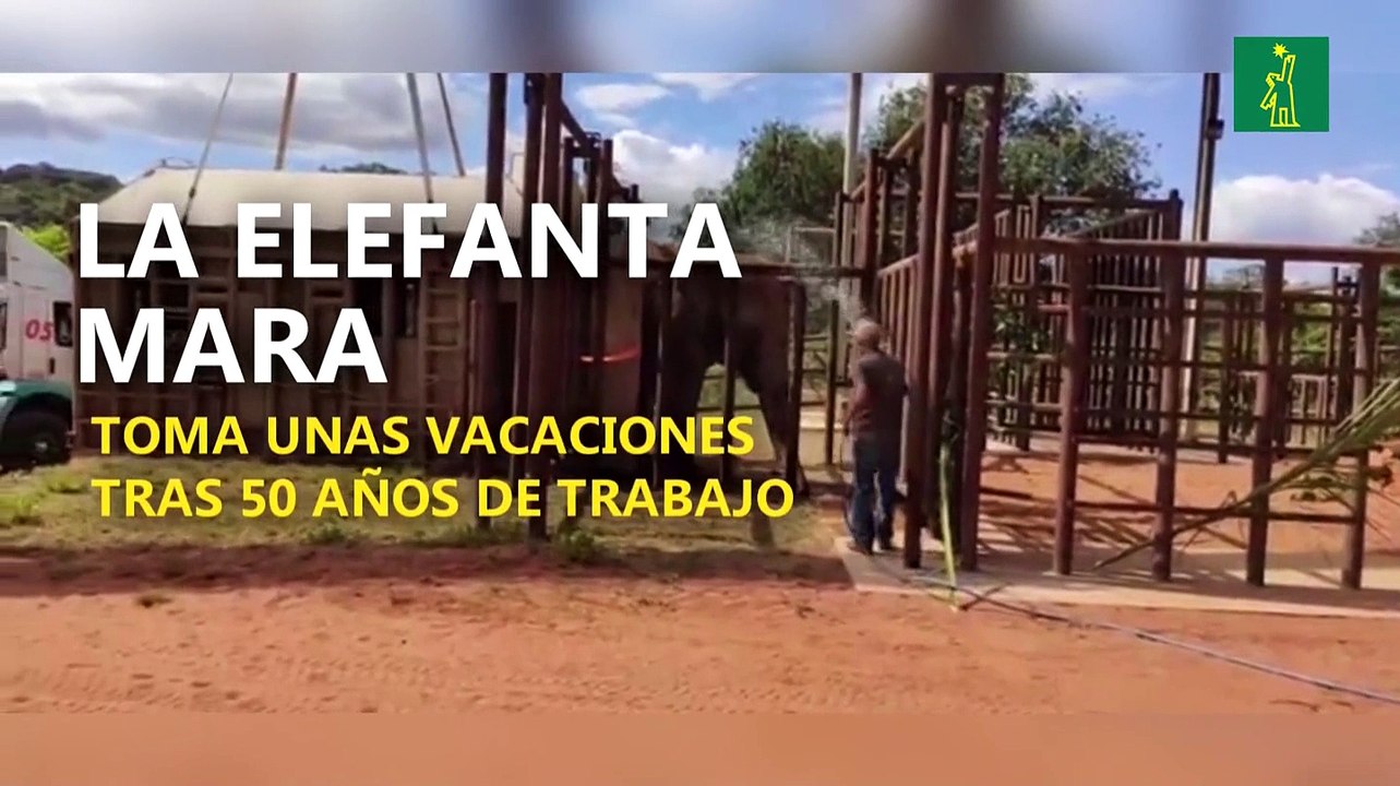 La elefanta Mara toma unas vacaciones tras 50 a...