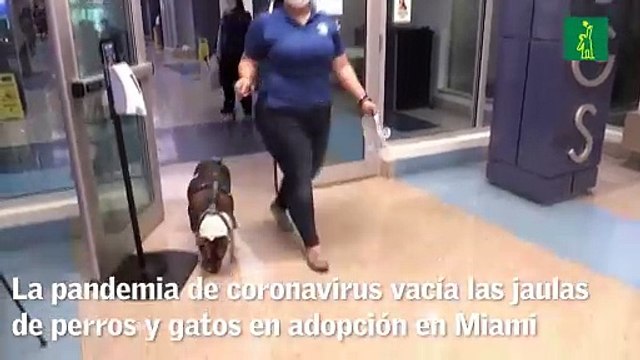La pandemia de coronavirus vacía las jaulas de perros y gatos en adopción en Miami