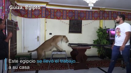 Un espectáculo con leones...desde el salón del hogar