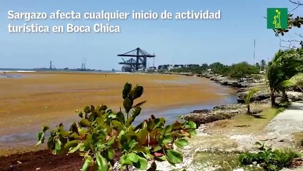 Sargazo afecta cualquier inicio de actividad turística de Boca Chica