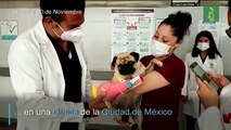 Harley, el perro que da apoyo emocional a médicos mexicanos