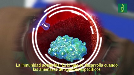 Así funciona el sistema inmunológico humano