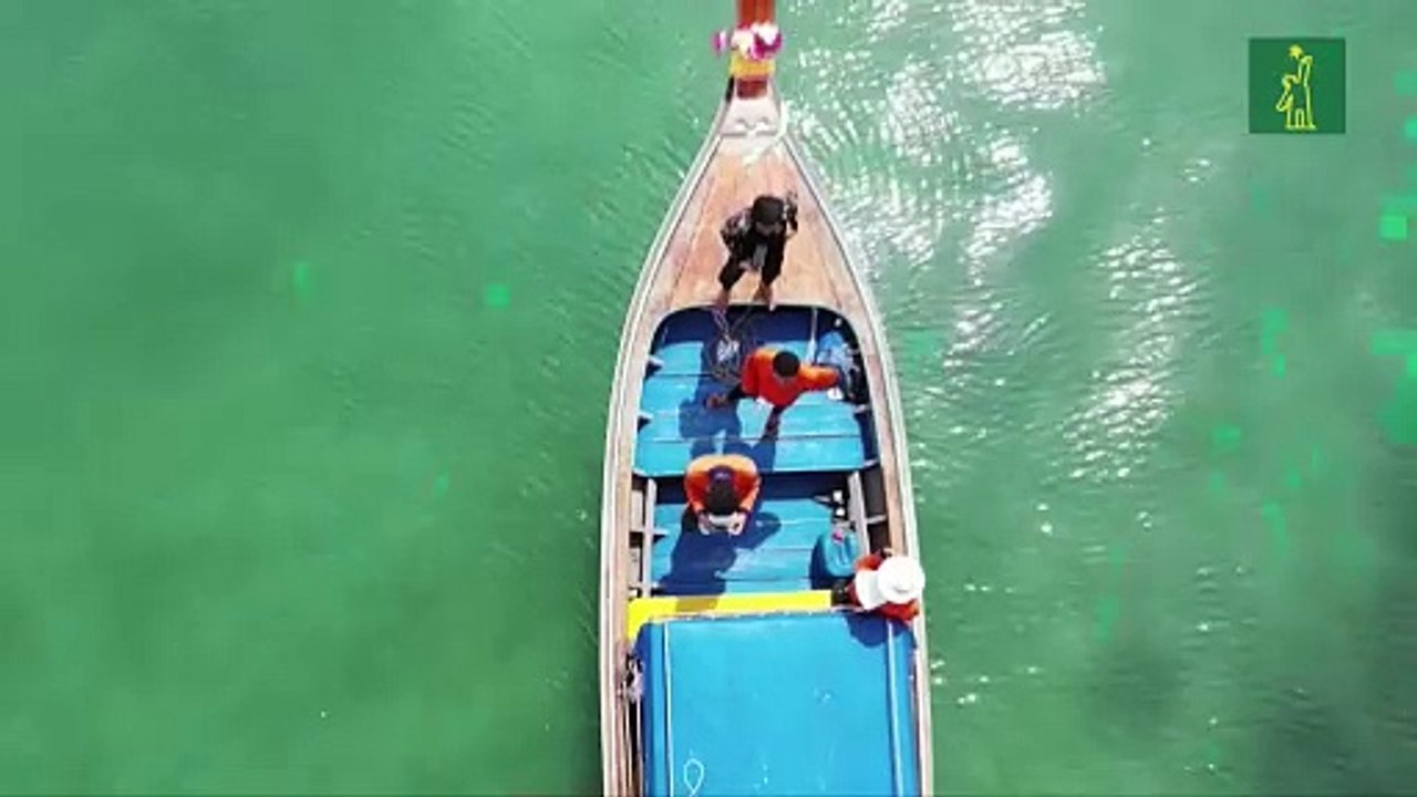 Delfines, tortugas y tiburones libres en medio...