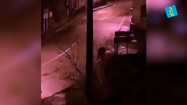 Un oso pardo se pasea por las calles vacías en España en medio del brote de covid-19