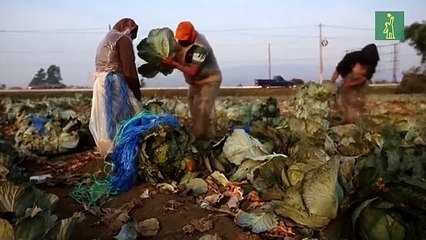 El trabajo sigue para muchos agricultores en Guatemala pese al COVID-19
