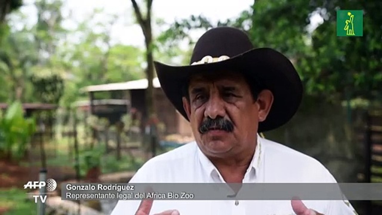 Pandemia y Cuarentena, dos pumas nacidos en zoo de México para ayudar a salvar su especie