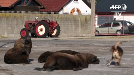 Lobos marinos a sus anchas en una Mar del Plata vacía en Argentina