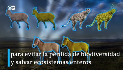 Kurt; el clon de un caballo que lleva 22 años muerto