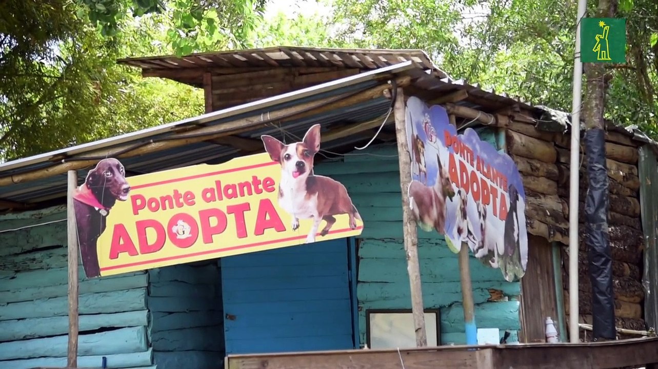 ¿Cómo Adoptar Un Perro?
