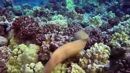 MORAY EEL ATTACKS STRING RAY