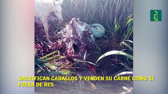 Denuncian sacrifican caballos y venden su carne como si fuera de res.