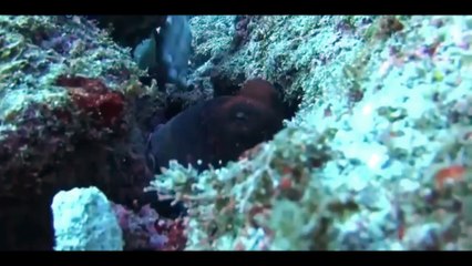 MORAY EEL VS OCTOPUS
