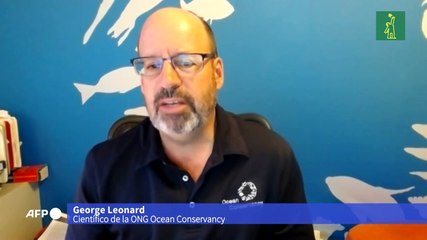 Las mascarillas, grave amenaza para la vida silvestre