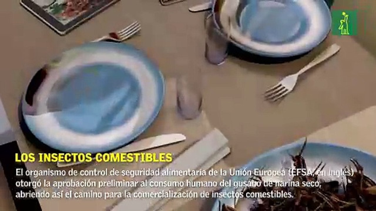 Los insectos comestibles.