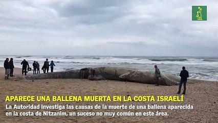 Aparece una ballena muerta en la costa israelí.