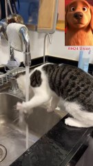 😹Funniest Cat Reaction to Playing with Water!So Cute! #funnycats   #cutecat #funnyanimals #catlover