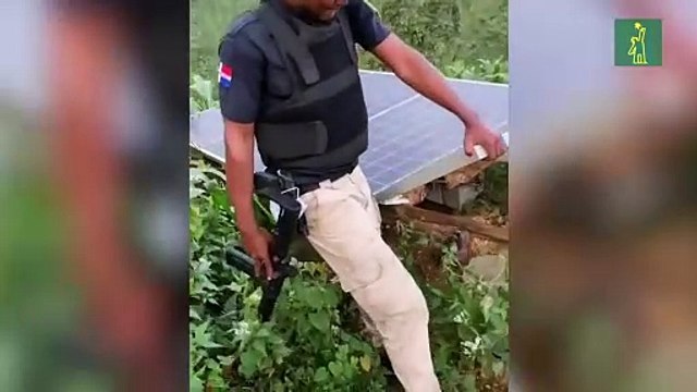 Destruyen invernadero en Barahona en el que se decomisó 635 plantas de marihuana.