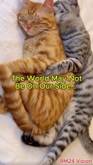 The World May Not Be on Our Side… But We’ll Face It Together! (Cute Cat Reaction!) #friendship