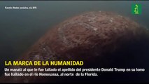 Buscan al responsable de tallar la palabra Trump en un manatí en Florida