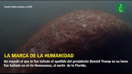 Buscan al responsable de tallar la palabra Trump en un manatí en Florida