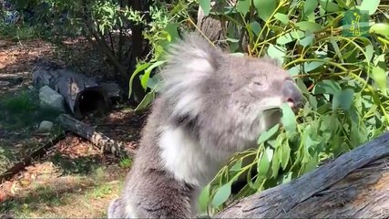 Australia quiere crear un "súper koala" libre de algunas dolencias mortales