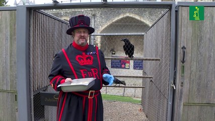 ¿Mal augurio para Inglaterra? Desaparece curvo de la Torre de Londres