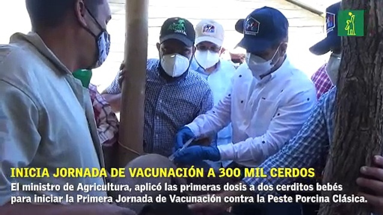Ministro Limber Cruz inicia jornada de vacunación a 300 mil cerdos contra la Fiebre Porcina Clásica