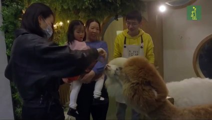 Un cortado y un mapache, los cafés con animales exóticos proliferan en China