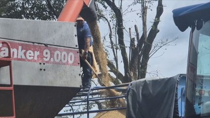 Arroceros piden que compensación de arroz sea extendida un tiempo más