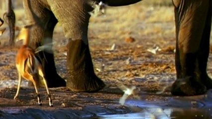 Ultimate Enemies: Elephants and Lions | movie | 2003 | Official Trailer