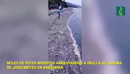 Miles de peces muertos arrastrados a orilla de laguna de Jaquimeyes en Barahona