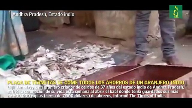 Una plaga de termitas se come todos los ahorros de un granjero indio