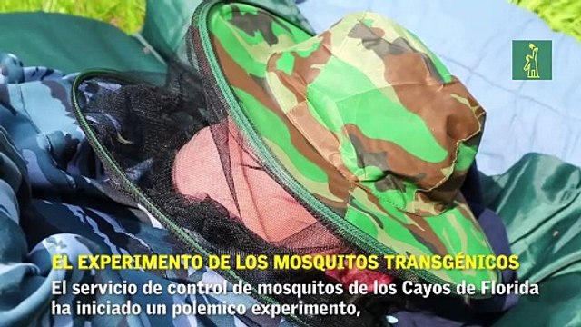 Mosquitos transgénicos el experimento que crea polémica en la Florida.