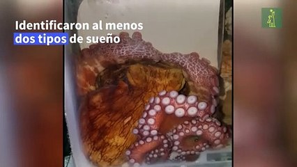 ¿Pueden los pulpos soñar? Tal vez sí