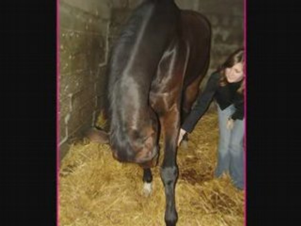 La maladie du cheval