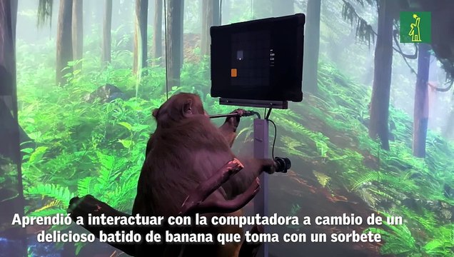 Neuralink muestra a un mono jugando Pong con su Mente gracias a un chip cerebral.