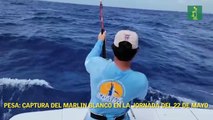 Pesa: captura del Marlin Blanco en la jornada del 22 de mayo