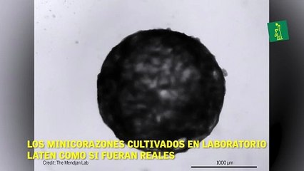 Los mini corazones cultivados en laboratorio laten como si fueran reales.