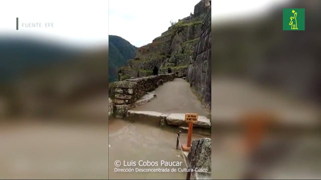 Dos osos de anteojos fueron avistados en el parque arqueológico de Machu Picchu