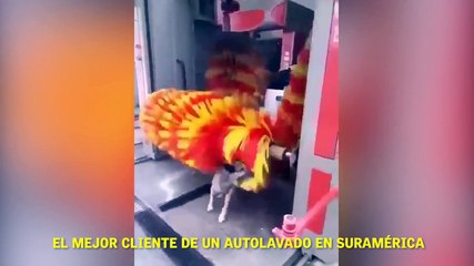 El mejor cliente de un autolavado en suramérica.