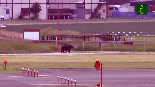 Oso ataca a cuatro personas en Japón.