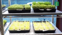 Microvegetales, los ingredientes del futuro para una alimentación sostenible