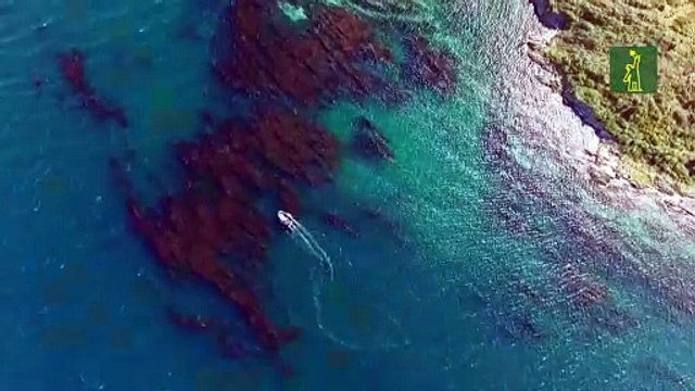 Bosques de algas descritos por Darwin siguen intactos debido a la crisis climática