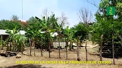 El rostro de la crisis en la producción de cerdos