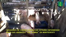 Criadores de cerdos denuncian extraña enfermedad mata sus animales “por rumba” en Montecristi