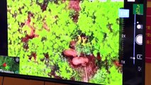 China usa drones y bananos para conducir a elefantes de vuelta a casa