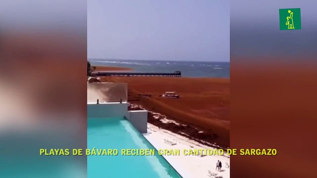 Playas de Bávaro reciben gran cantidad de sargazo